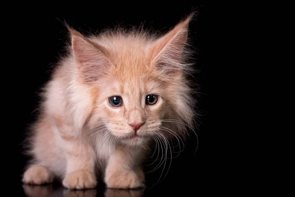 Adorável Bonito Maine Coon Gatinho Fundo Preto Estúdio Isolado Espaço — Fotografia de Stock