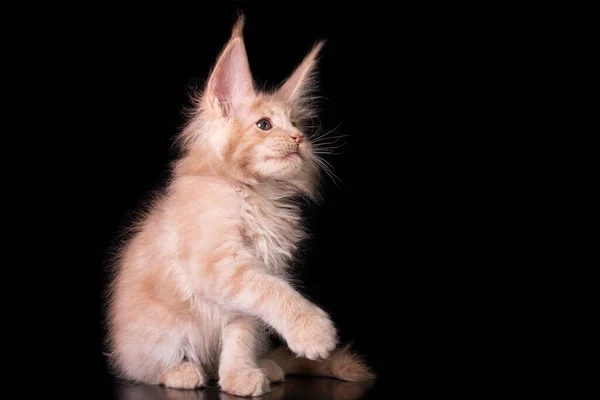 Adorável Bonito Maine Coon Gatinho Fundo Preto Estúdio Isolado — Fotografia de Stock