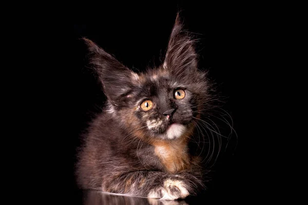 Stock image Adorable cute maine coon kitten on black background in studio, isolated.