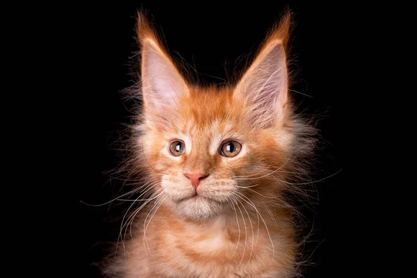 Adorável Bonito Maine Coon Gatinho Fundo Preto Estúdio Isolado — Fotografia de Stock