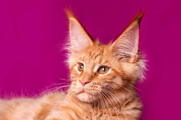 Adorável Bonito Maine Coon Gatinho Fundo Roxo Estúdio Isolado — Fotografia de Stock