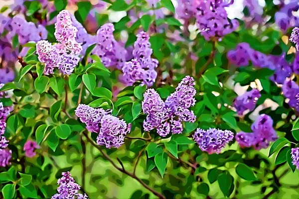Bushes Blooming Lilac Spring Garden — Stock Photo, Image