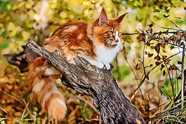 Gran Gatito Coon Maine Sentado Árbol Bosque Verano — Foto de Stock