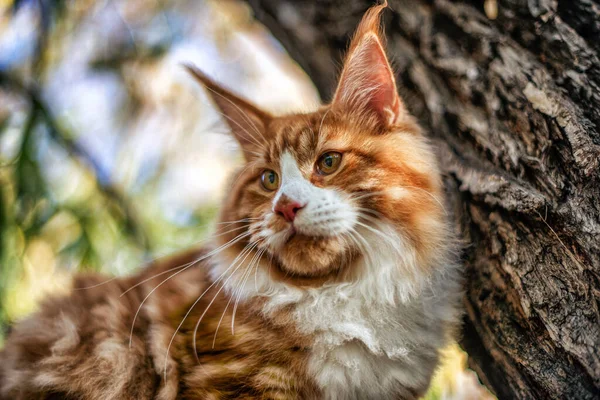 Stor Maine Coon Kattunge Sitter Ett Träd Skog Sommaren — Stockfoto