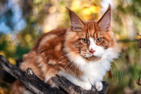 Grande Maine Coon Gatinho Sentado Uma Árvore Uma Floresta Verão — Fotografia de Stock