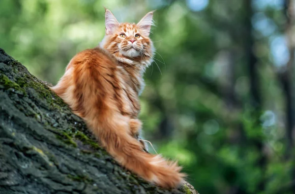 Ein Großes Maine Coon Kätzchen Sitzt Sommer Auf Einem Baum — Stockfoto