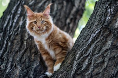 Yazın bir ormanda ağaçta oturan büyük bir rakun yavrusu..