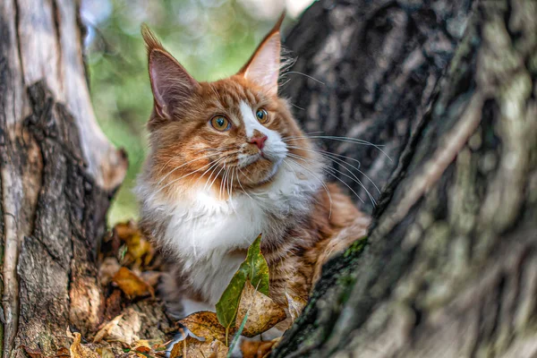 Gran Gatito Coon Maine Sentado Árbol Bosque Verano — Foto de Stock