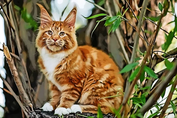 Stor Maine Coon Kattunge Sitter Ett Träd Skog Sommaren — Stockfoto