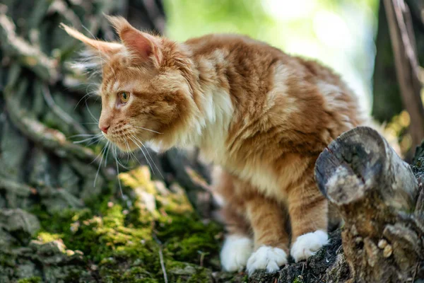 Ein Großes Maine Coon Kätzchen Sitzt Sommer Auf Einem Baum — Stockfoto