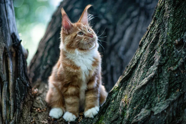 Grande Maine Coon Gatinho Sentado Uma Árvore Uma Floresta Verão — Fotografia de Stock