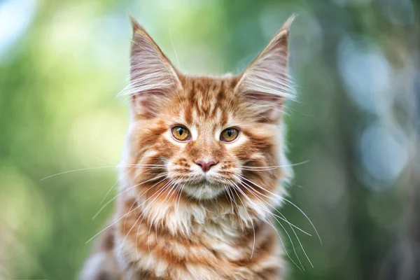 Gran Gatito Coon Maine Sentado Árbol Bosque Verano — Foto de Stock