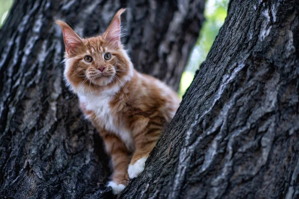 Grande Maine Vermelho Gatinho Cupom Sentado Uma Árvore Uma Floresta — Fotografia de Stock