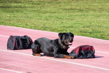 Uyuşturucu, silah ve patlayıcıları bulmak için eğitime katılmış polis köpeği..