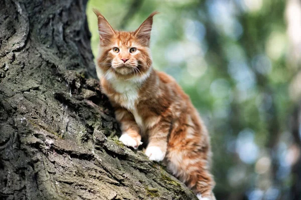 Stor Röd Maine Coon Kattunge Sitter Ett Träd Skog Sommaren — Stockfoto