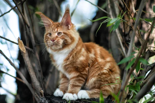 Duży Czerwony Maine Kociak Kociak Siedzi Drzewie Lesie Latem — Zdjęcie stockowe
