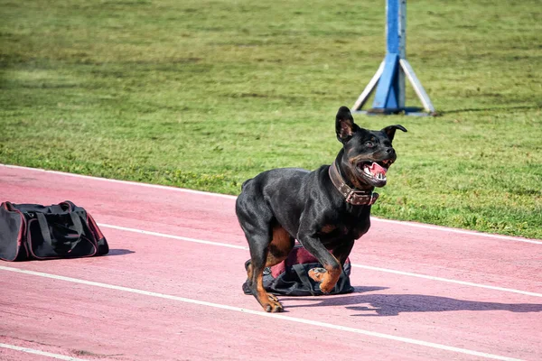 A police sniffing dog at the training for finding drugs, weapons, explosives in bags.