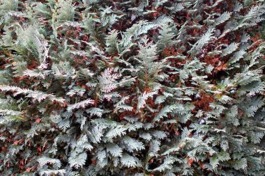 Yeşil bir çit dokusu..