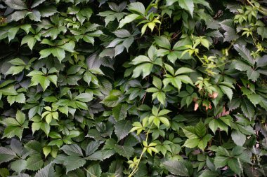 Yeşil yaprak dokusu. Taze yeşillik koruma arkaplanı.