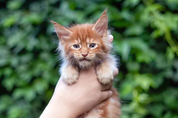 Precioso Mes Viejo Maine Coon Gatito Manos Verde Hojas Fondo —  Fotos de Stock