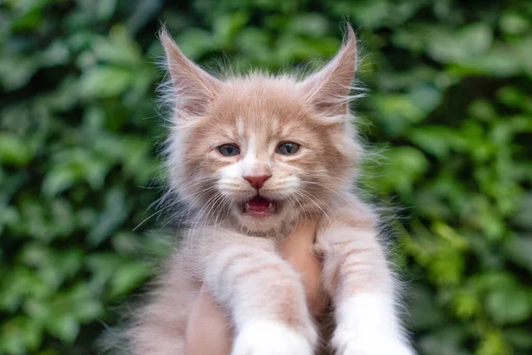 Precioso Mes Viejo Maine Coon Gatito Manos Verde Hojas Fondo — Foto de Stock