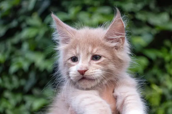 Precioso Mes Viejo Maine Coon Gatito Manos Verde Hojas Fondo —  Fotos de Stock