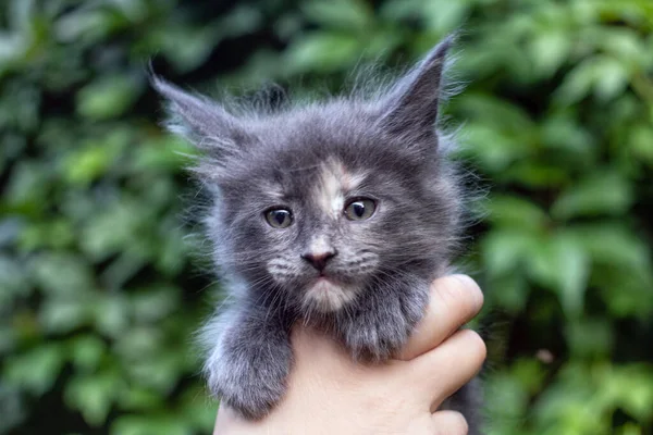 Precioso Mes Viejo Maine Coon Gatito Manos Verde Hojas Fondo — Foto de Stock