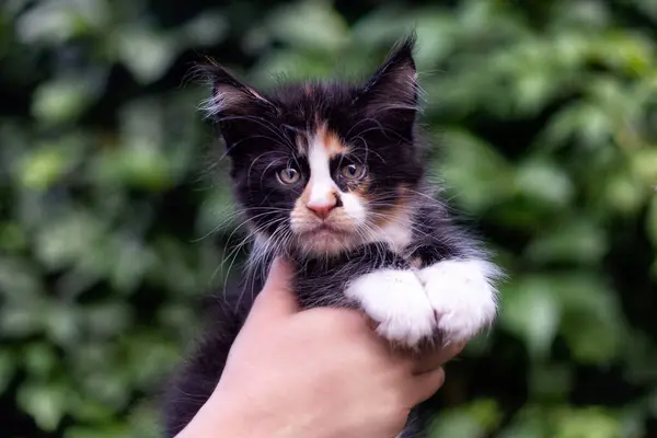 Precioso Mes Viejo Maine Coon Gatito Manos Verde Hojas Fondo —  Fotos de Stock