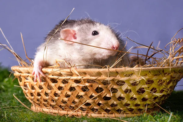 Cute Rat Dumbo Basket Symbol New Year Christmas — Stock Photo, Image