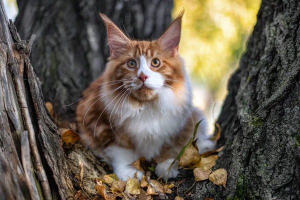 Grande Maine Coon Gatinho Sentado Uma Árvore Uma Floresta Verão — Fotografia de Stock