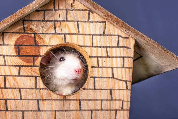 Cute Rat Dumbo Wooden House Symbol New Year Christmas — Stock Photo, Image