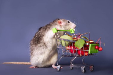 Böğürtlen dolu alışveriş arabası olan şirin bir fare. Yeni Yıl 'ın sembolü. Noel.