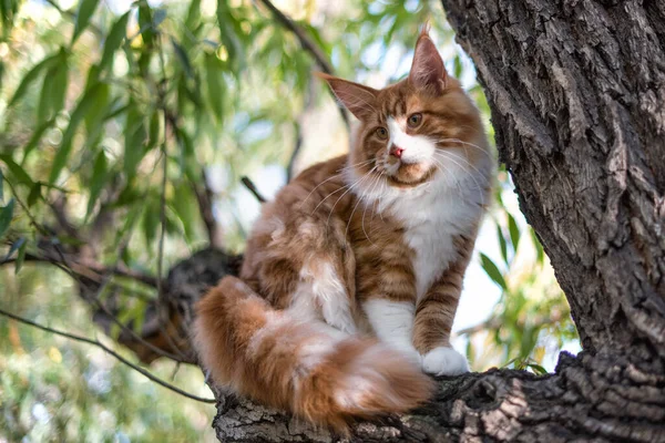 Grande Maine Coon Gatinho Sentado Uma Árvore Uma Floresta Verão — Fotografia de Stock