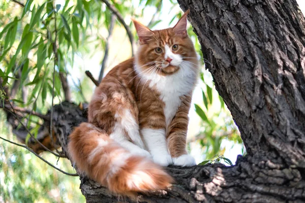 Grande Maine Coon Gatinho Sentado Uma Árvore Uma Floresta Verão — Fotografia de Stock