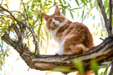 Yazın bir ormanda ağaçta oturan büyük bir rakun yavrusu..
