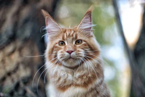 Gran Gatito Coon Maine Sentado Árbol Bosque Verano — Foto de Stock