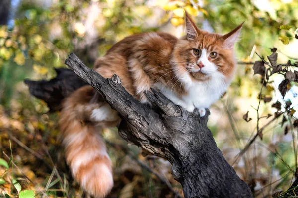 Yazın bir ormanda ağaçta oturan büyük bir rakun yavrusu..