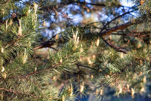 Green Brancges Coniferous Fir Tree Pine Tree — Stock Photo, Image