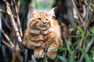 Yazın ormanda ağaçta oturan büyük kırmızı bir rakun yavrusu..