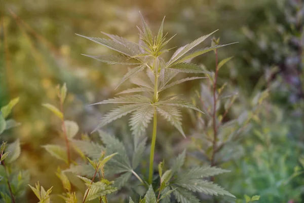 Ein Halm Cannabispflanze Auf Grünem Hintergrund Sommer — Stockfoto