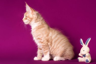 Stüdyoda fuşya renginde oyuncağı olan sevimli beyaz maine rakunu kedi yavrusu..