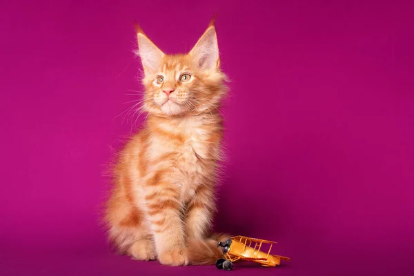 Lovely big red and white maine coon kitten with a toy on fuchsia color background in studio.