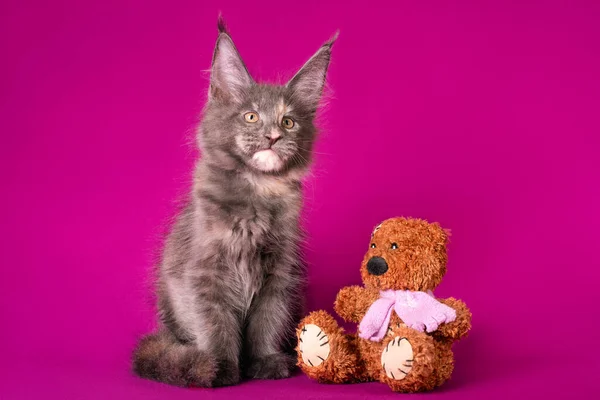 Precioso Grande Azul Maine Coon Gatito Con Juguete Fucsia Color —  Fotos de Stock