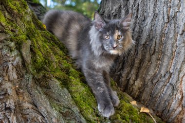 Yazın ormanda ağaçta oturan büyük mavi bir rakun yavrusu..