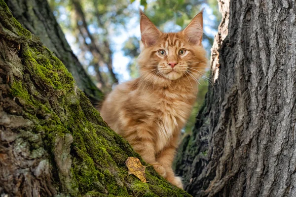 Egy Nagy Vörös Maine Cica Egy Fán Egy Erdőben Nyáron — Stock Fotó
