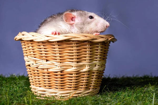 Cute Rat Dumbo Basket Symbol New Year — Stock Photo, Image