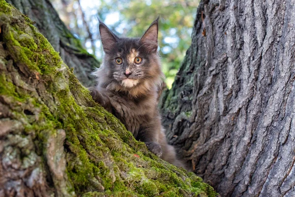 Gros Chaton Bleu Maine Coon Assis Sur Arbre Dans Une — Photo