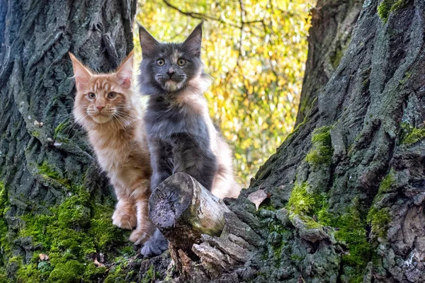 Große Rote Und Blaue Maine Coon Kätzchen Sitzen Sommer Auf lizenzfreie Stockfotos