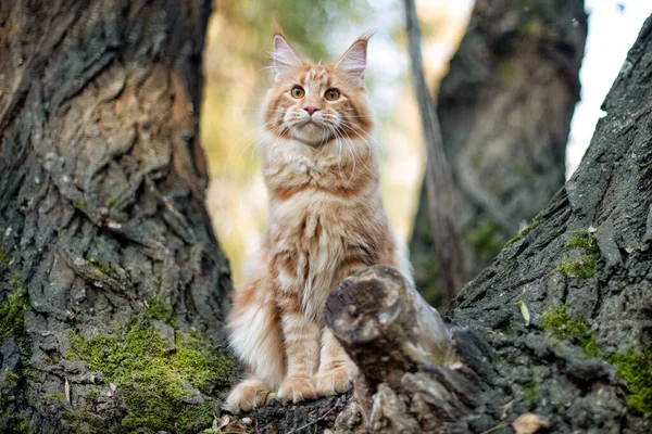 Egy Nagy Vörös Maine Cica Egy Fán Egy Erdőben Nyáron — Stock Fotó