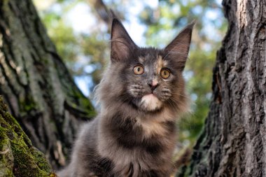 Yazın ormanda ağaçta oturan büyük mavi bir rakun yavrusu..